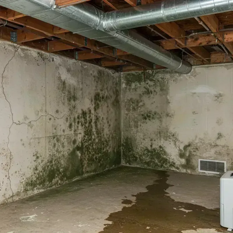 Professional Mold Removal in Lely Resort, FL